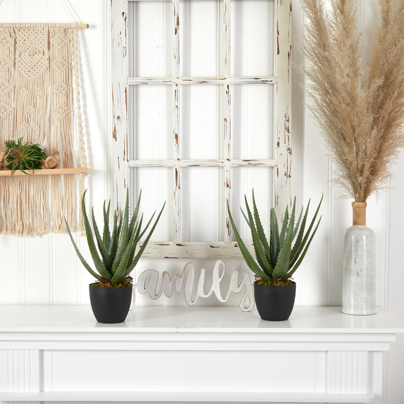 Plante de bureau en pot de fleurs aloe