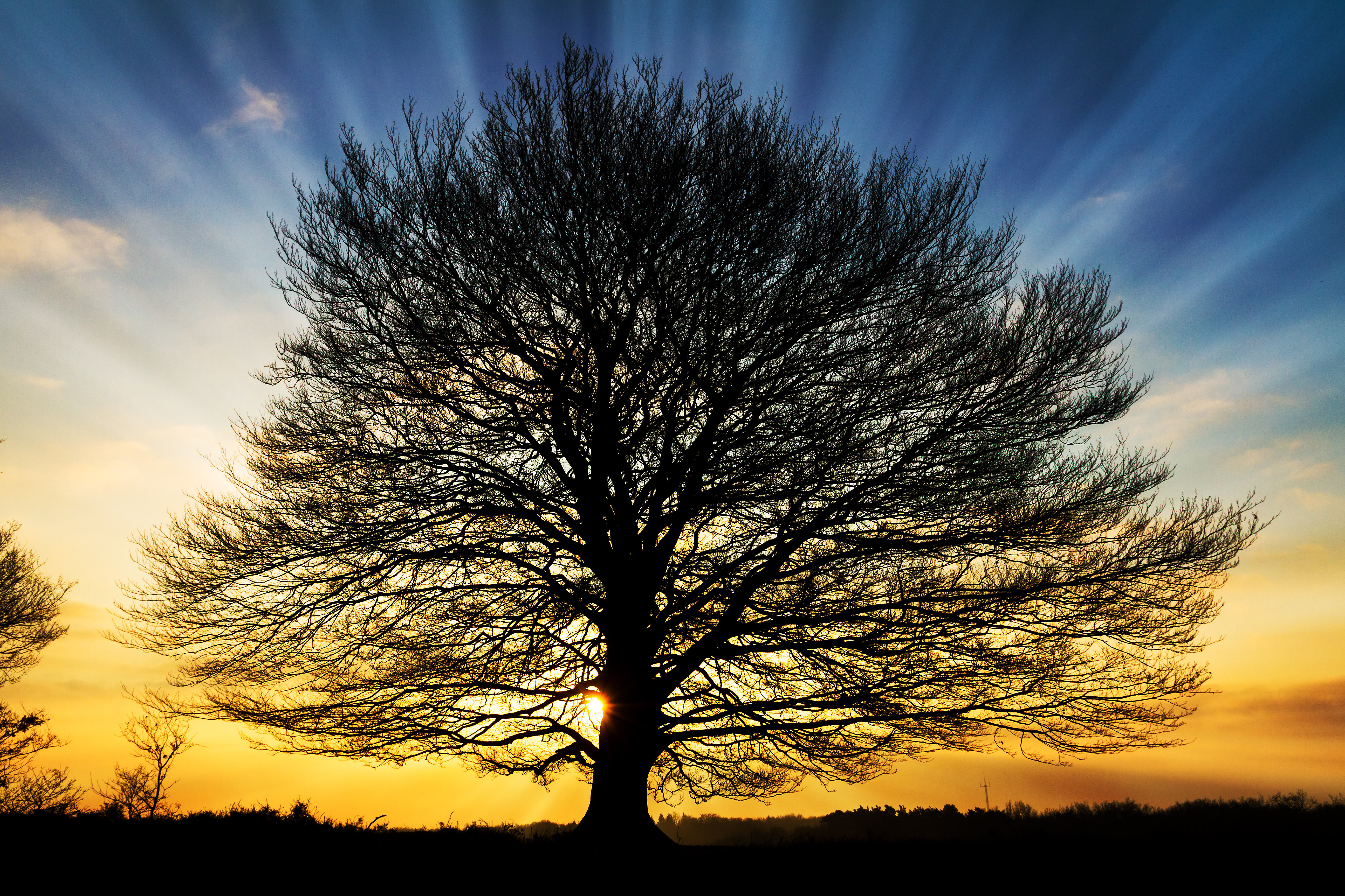 Ebern Designs Power Tree - Wrapped Canvas Photograph | Wayfair.co.uk