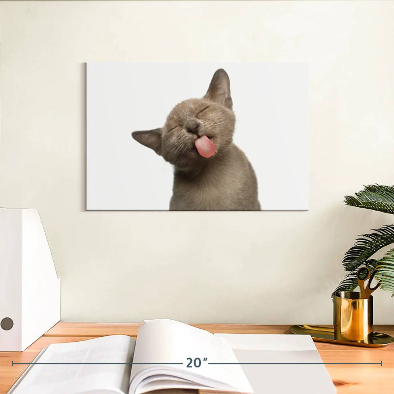 La langue de chat Brampt, H 8 po x l 12 po