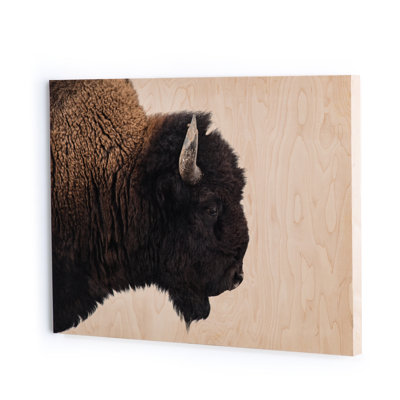 American Bison Print by Getty Images