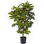 Arbre de fig 27,5 po en pot