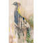 Noble Peacock 2 Print by Todaro, Katie-406675998-406675999