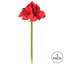Tige de amaryllis simple