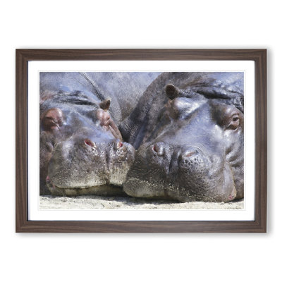 Two Hippos - Framed Print
