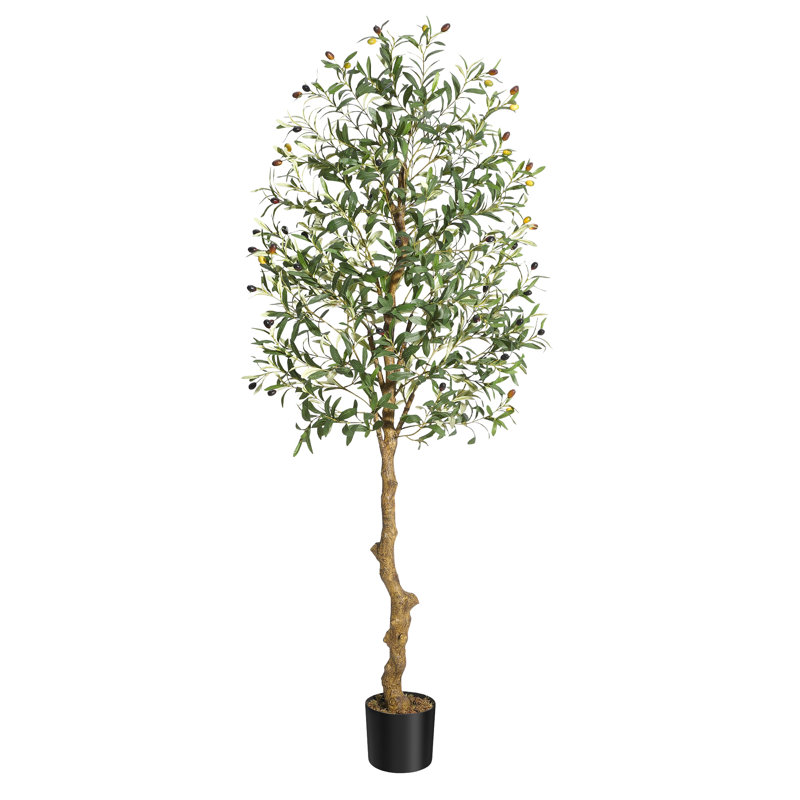 182.88cm Plant