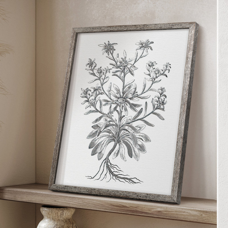 «B&W Plant Speciment VI», reproduction encadrée - bois massif, H 15 po x l 12 po