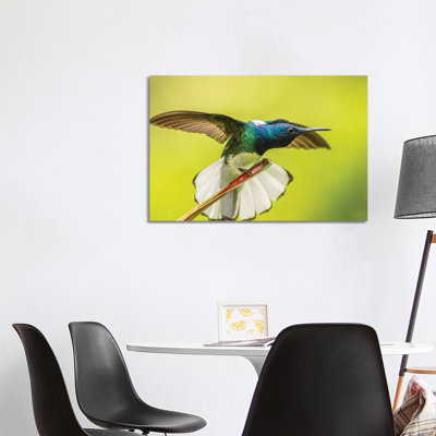Costa Rica, Sarapique River Valley. Male White-Necked Jacobin With Wing Stretch. by Jaynes Gallery - Wrapped Canvas Print