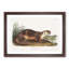 Canadian Otter by J.W. Audubon - Picture Frame Painting Print-55514026-55514024