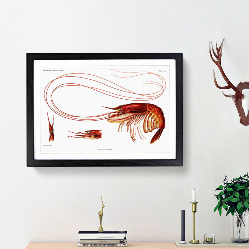 Shrimp Illustration by Albert I - Picture Frame Painting Print, 36cm H x 48cm W x 2cm D, Black Framed