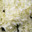 Bouquet Of Hydrangeas White Tones Real Touch 48 Pcs/2 Varieties-673822731