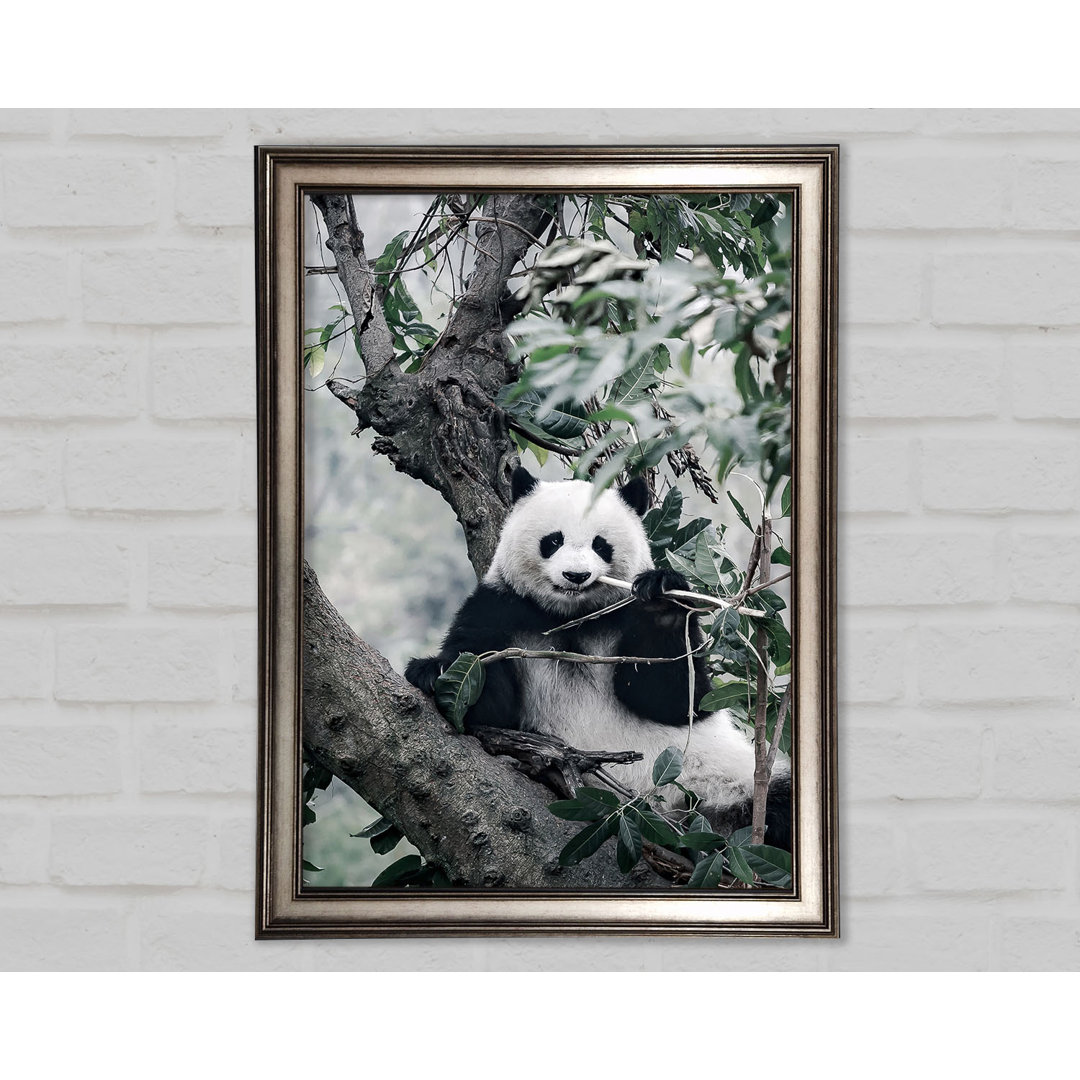 Panda Tree Lover Gerahmter Druck