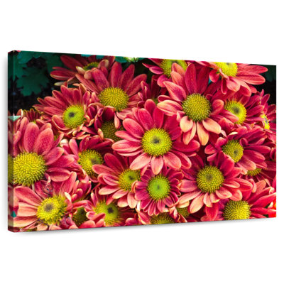 Harnek Daisy Chrysanthemums