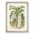 Oak