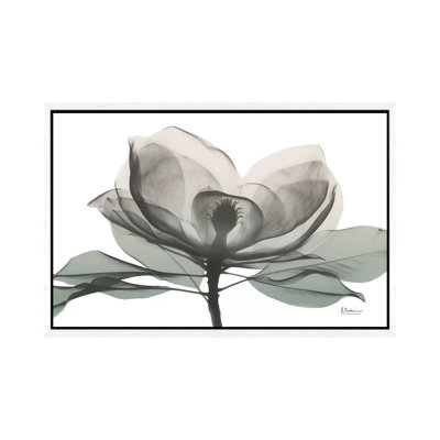 Sage Magnolia I by Albert Koetsier - Print on Canvas