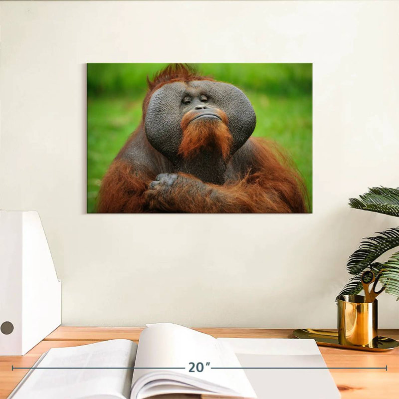Bossy Orangutan