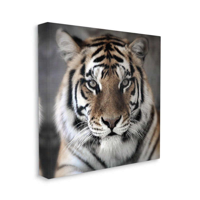 «Tiger Gros plan sur toile» par Danita Delimont, H 30 po x l 30 po x P 1,5 po