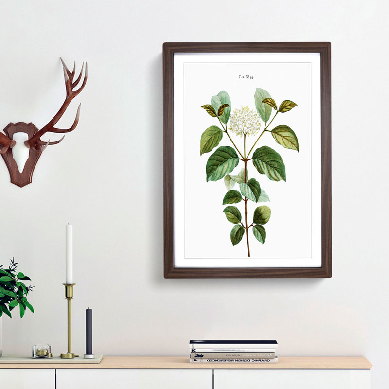 Dogwood Flowers by Pierre-Joseph Redoute - Picture Frame Painting Print, 36cm H x 27cm W x 2cm D, Walnut Framed