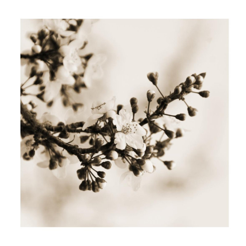 Pensée du début du printemps II par Sofia Fox - impression, Mat, H 24 po x l 24 po x P 1,5 po