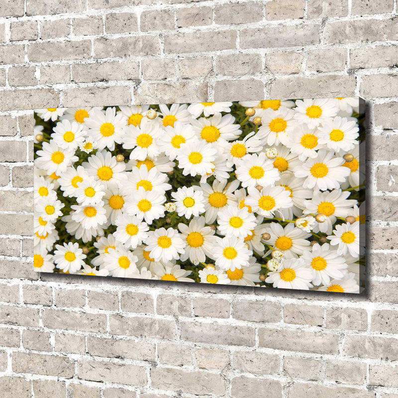 Daisies - Wrapped Canvas Print
