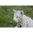 Animals Weather Resistant Water Resistant UV Resistant Polyresin Garden Statue
