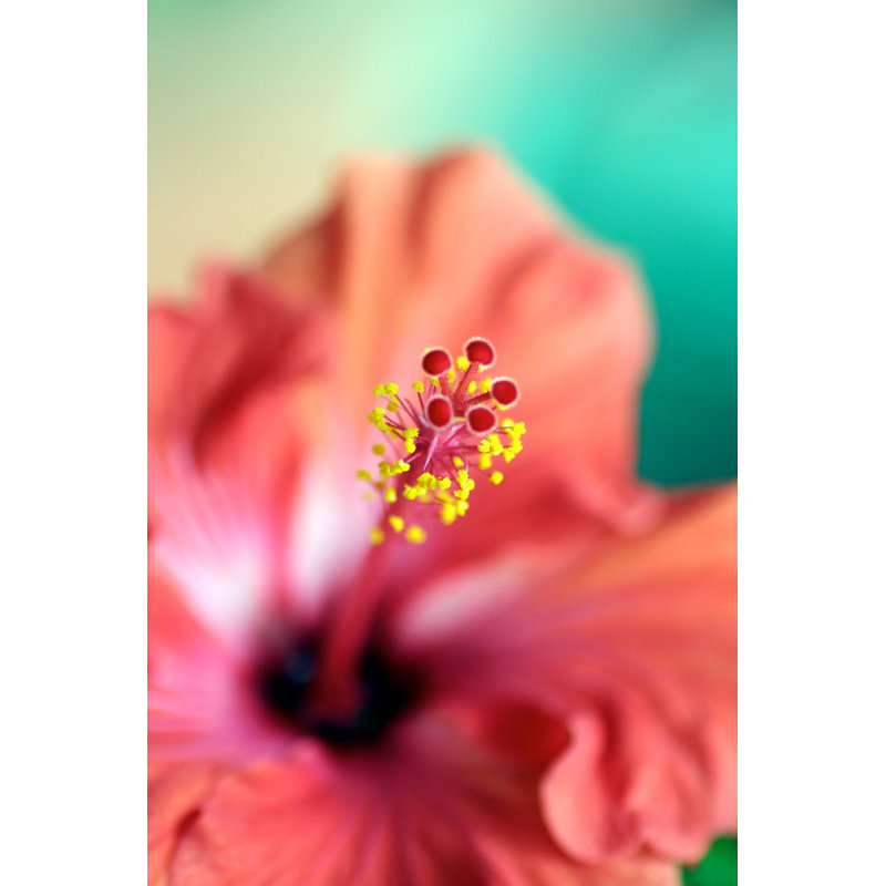 Hibiscus Stamen by Munichgirl - Print, 120cm H x 80cm W