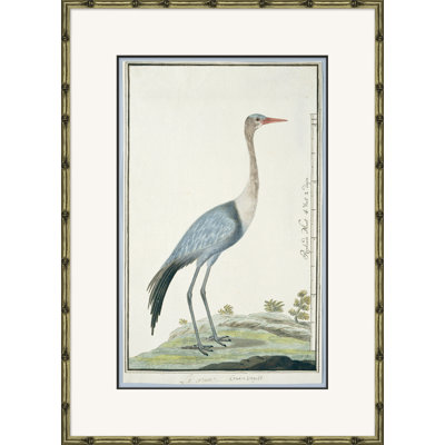 Bird Drawings, Circa 1777 Giclee Print