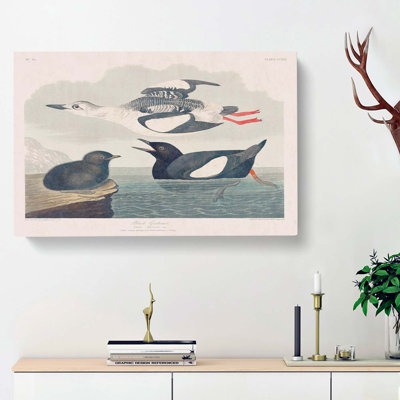 Black Guillemot Bird by John James Audubon - Wrapped Canvas