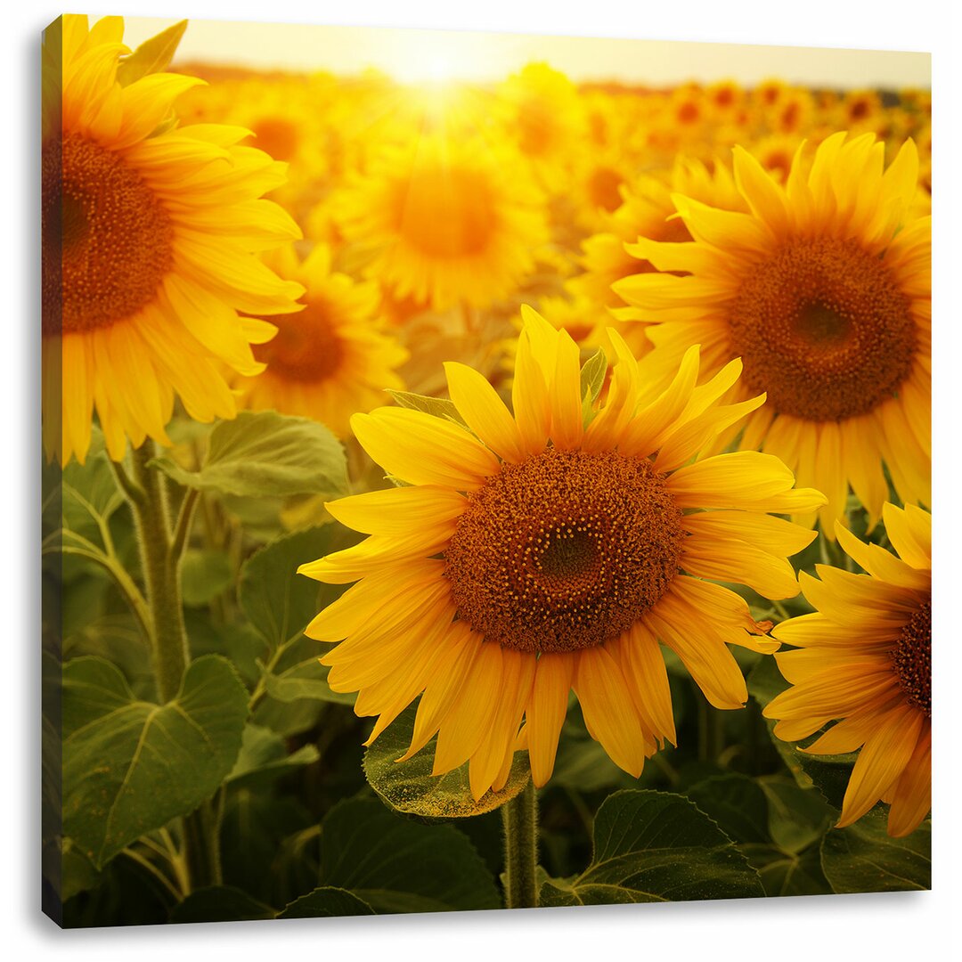 Leinwandbild Sonnenblumen auf dem Feld