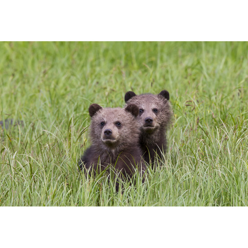 Grizzly Cubs In Grass by TDImage - Wrapped Canvas Print, 30Cm H x 46Cm W