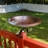 18" Classic  Copper Birdbath with Over Rail Bracket