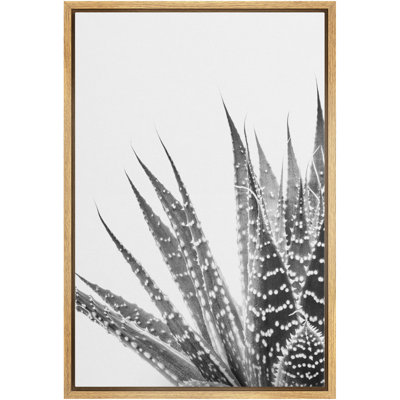 " Close Up Of Aloearistata Succulent "