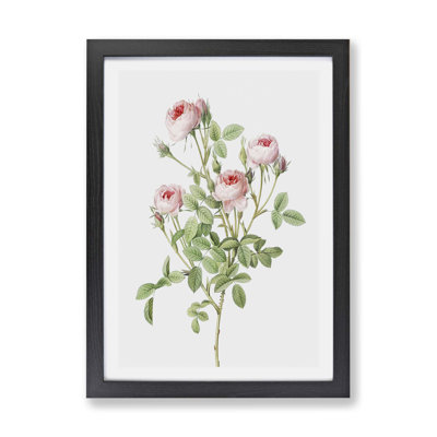 Pink Roses by Pierre-Joseph Redoute - Wall Art