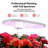 12 Pods Hydroponic Growing System