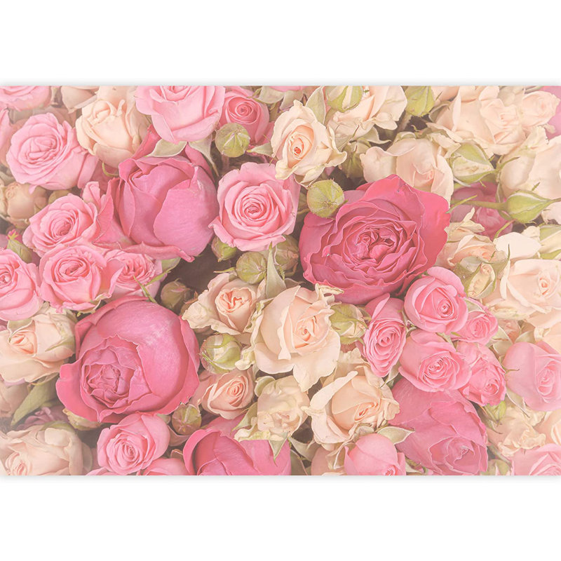 Rose, blanc, rose rétro, fleur, L 100 po x l 144 po