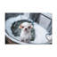 «Cute Chihuahua Bathee», art mural sur toile