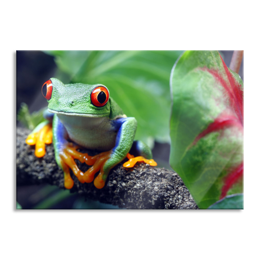 Ungerahmtes Foto auf Glas "Rotaugiger Laubfrosch am Zweig"