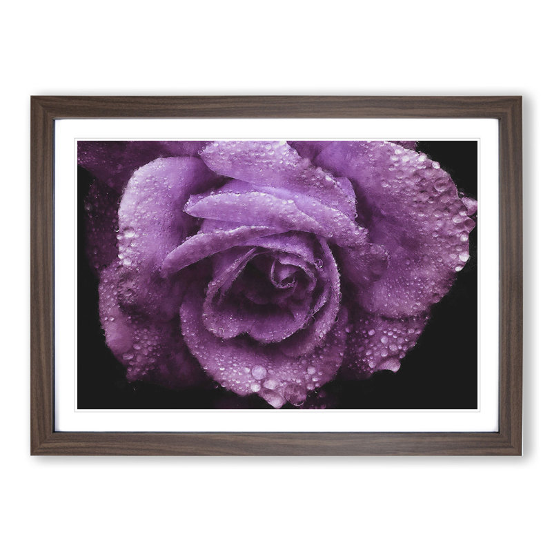 Purple Rose Flower Vol.1 - Framed Print, 27cm H x 36cm W x 2cm D, Walnut Framed