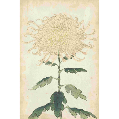Elegant Chrysanthemums III