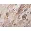 Table Organic Marble Brown-92121046