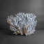 Genuine Blue Ridge Coral (15", 15 Lbs)