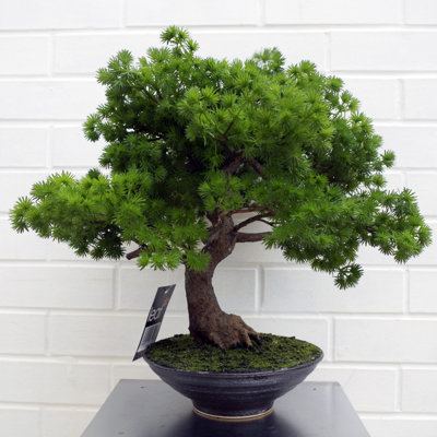 Anivea 50cm Faux Bonsai Tree in Pot