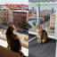Perchoir pour chat avec toit imperméable, grand chat Catio pour chats d'intérieur, gris