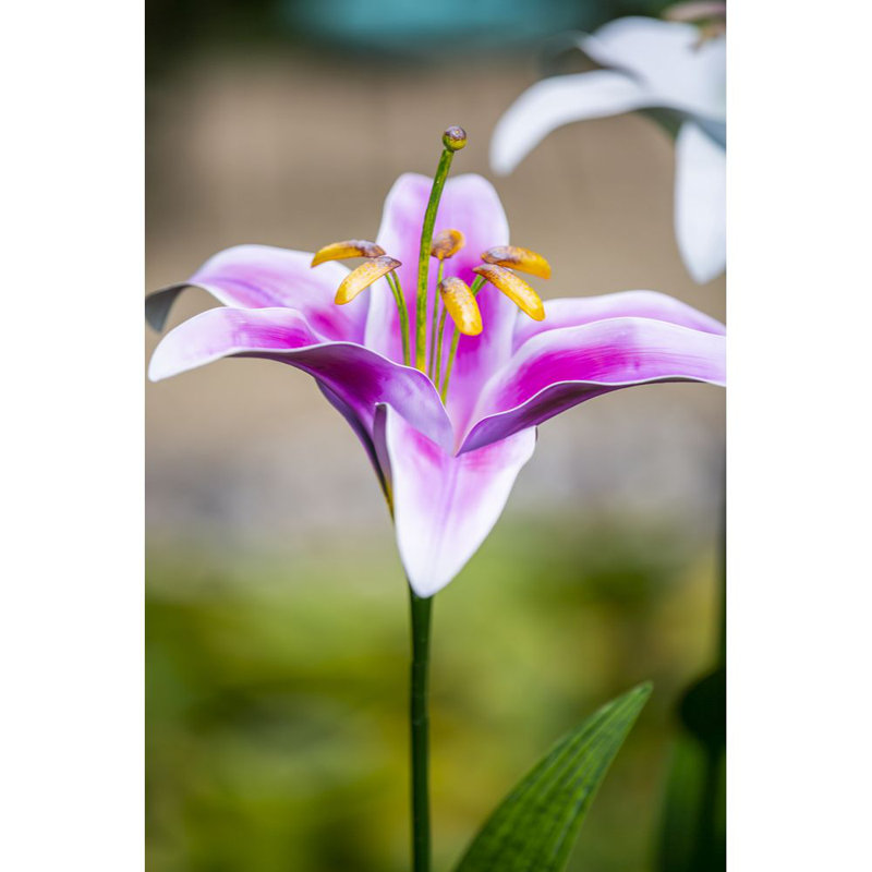 Lily de jardin, Mauve