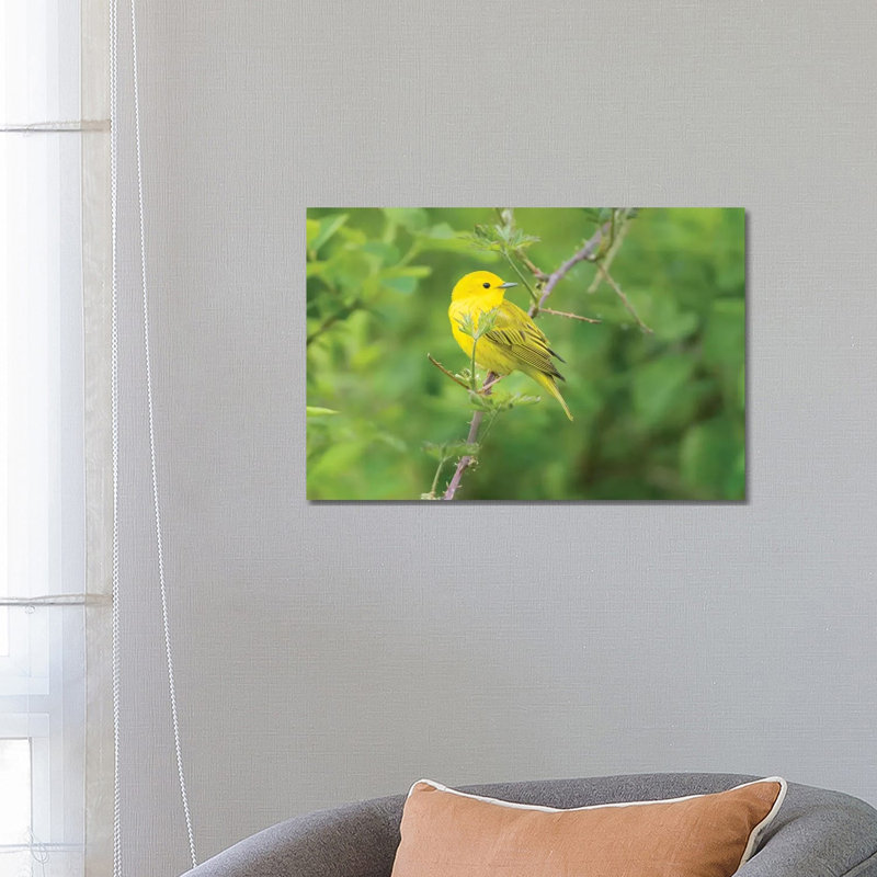 WA Breeding Plumage Male Yellow Warbler (Dendroica Petechia) On A Perch At Marymoor Park, Redmond by Gary Luhm - Wrapped Canvas Print
