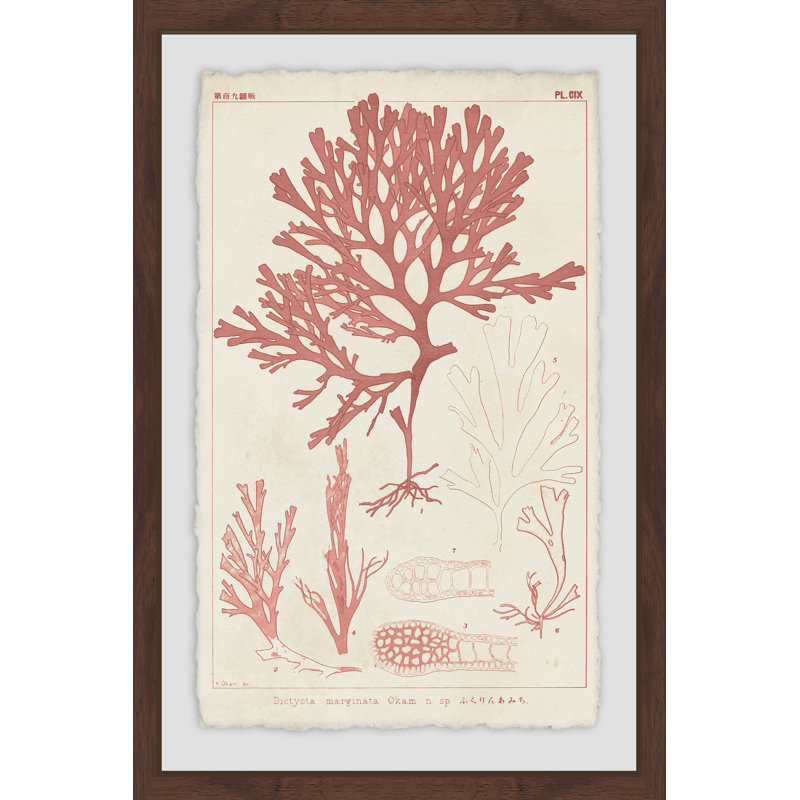 Antique Coral Seaweed IV - Reproduction d'art graphique encadré, H 18 po x l 12 po x P 3,5 po