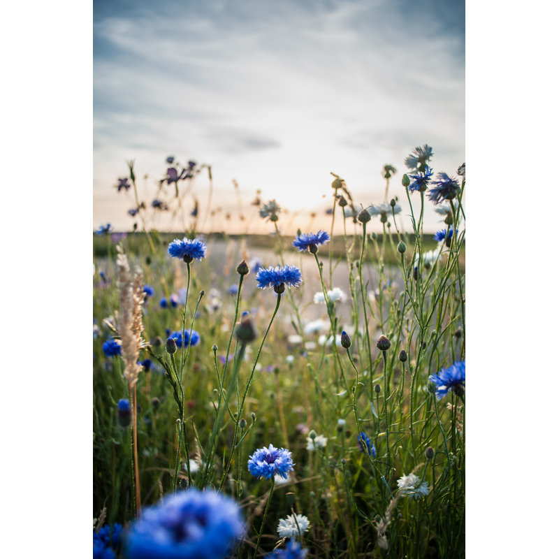 Blooming Wild Poppies, Cornflower And Chamomile On The Meadow At Summertime by Wavipicture - Wrapped Canvas Print