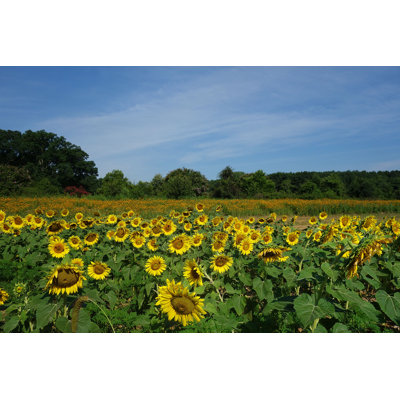 «Dix Park Sunflowers» par Zimmytws - photographie sur toile tendue