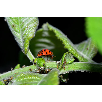 Kahnah Ladybird On Green Leaf - Wrapped Canvas Print