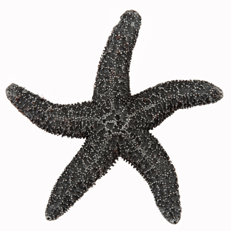 Poignée d'armoire Natural Starfish, Étain antique