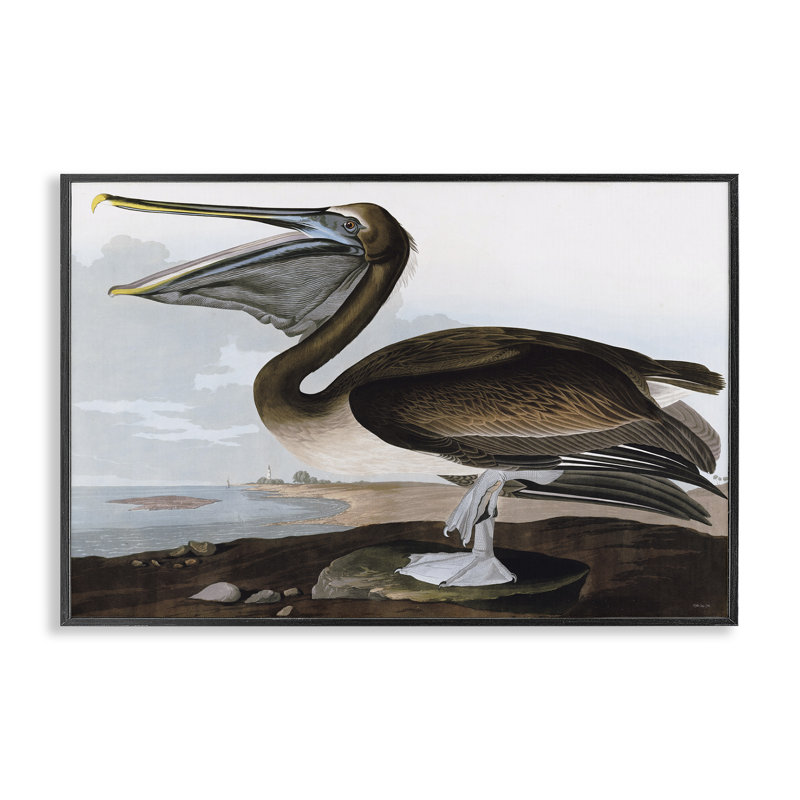 Pélican classique à la plage, estampe numérique par Stellar Design Studio, Giclée encadrée noir minuit, H 20 po x l 30 po